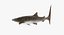 Rigged Sharks Collection 7 for Cinema 4D