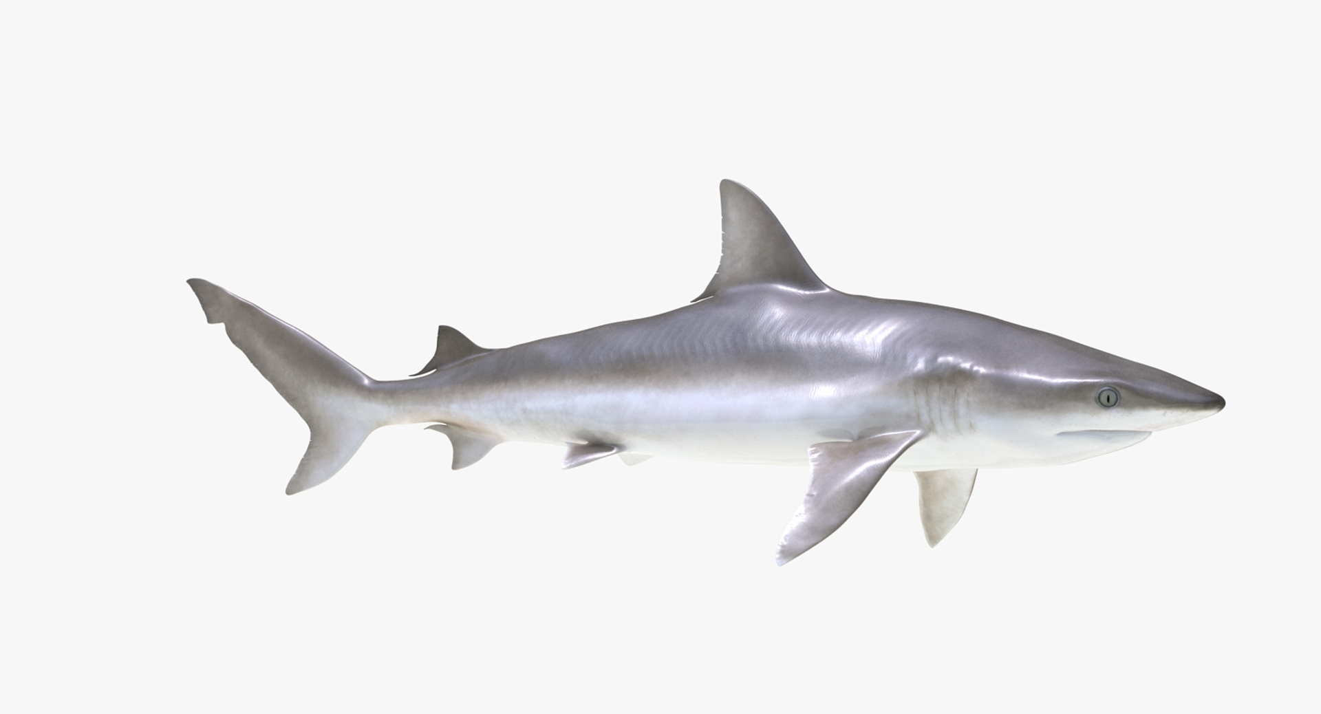 rigged sharks 7 3D model https://p.turbosquid.com/ts-thumb/Wy/QUHkzf/WsBjnZrY/blacknose_shark_rigged_360/jpg/1595412754/1920x1080/turn_fit_q99/05532e3b576010d194fed0d0c190c37faa07acdb/blacknose_shark_rigged_360-1.jpg