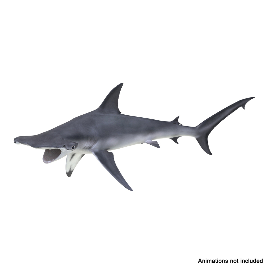 rigged sharks 7 3D model https://p.turbosquid.com/ts-thumb/Wy/QUHkzf/XRkcAS92/great_hammerhead_shark_rigged_361/jpg/1595413123/1920x1080/turn_fit_q99/13c78cd9229358c3a5ac2b5f89c236c61404e3e0/great_hammerhead_shark_rigged_361-1.jpg