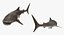 Rigged Sharks Collection 7 for Cinema 4D