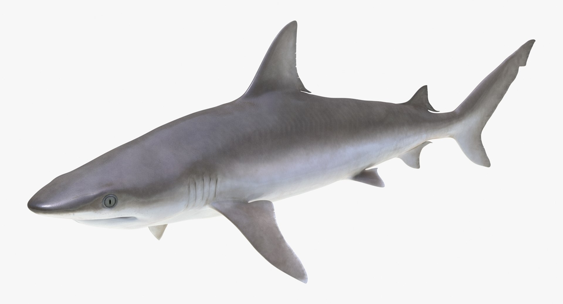rigged sharks 7 3D model https://p.turbosquid.com/ts-thumb/Wy/QUHkzf/aWR8TAtg/riggedsharkscollection73dmodel026/jpg/1595415725/1920x1080/fit_q87/2db87f88d62f38dcc17b4e7211bfd89180be8109/riggedsharkscollection73dmodel026.jpg