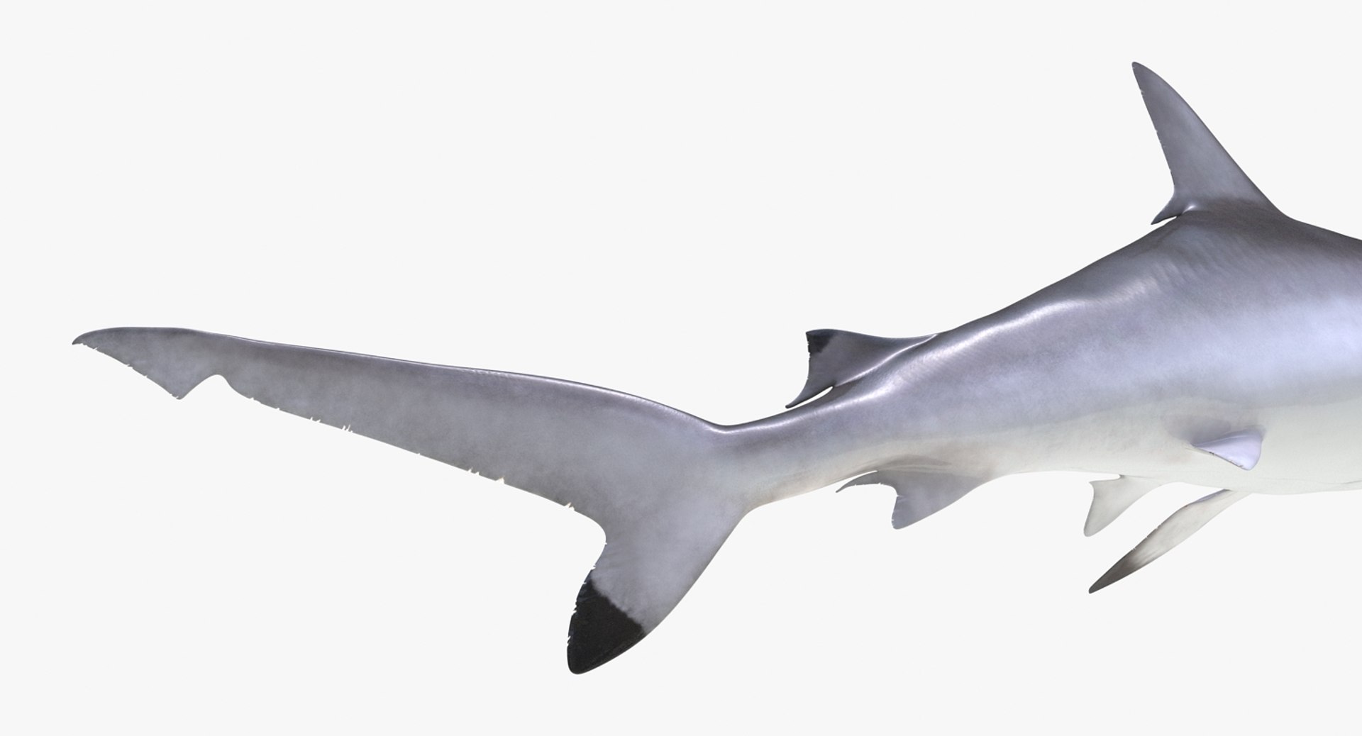 rigged sharks 7 3D model https://p.turbosquid.com/ts-thumb/Wy/QUHkzf/fmyp9Sbh/riggedsharkscollection73dmodel020/jpg/1595415709/1920x1080/fit_q87/a5fb3a876fd05016bee4ea083744810e212fdbc5/riggedsharkscollection73dmodel020.jpg