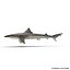 Rigged Sharks Collection 7 for Cinema 4D