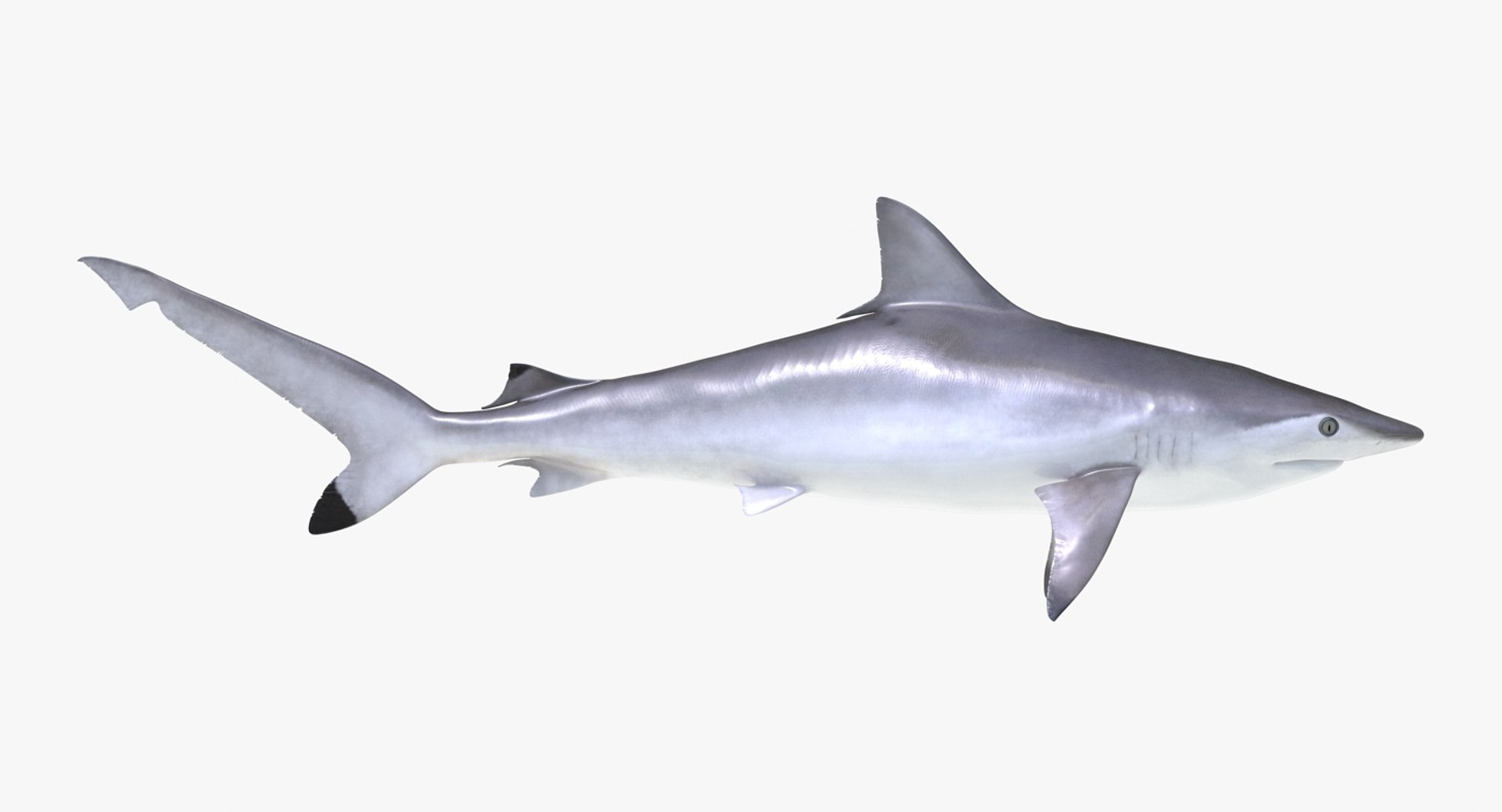 rigged sharks 7 3D model https://p.turbosquid.com/ts-thumb/Wy/QUHkzf/qbtb1ia7/riggedsharkscollection73dmodel014/jpg/1595415695/1920x1080/fit_q87/c960a577aca2d94a9e898b550549da7d73ab7021/riggedsharkscollection73dmodel014.jpg