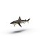 Rigged Sharks Collection 7 for Cinema 4D