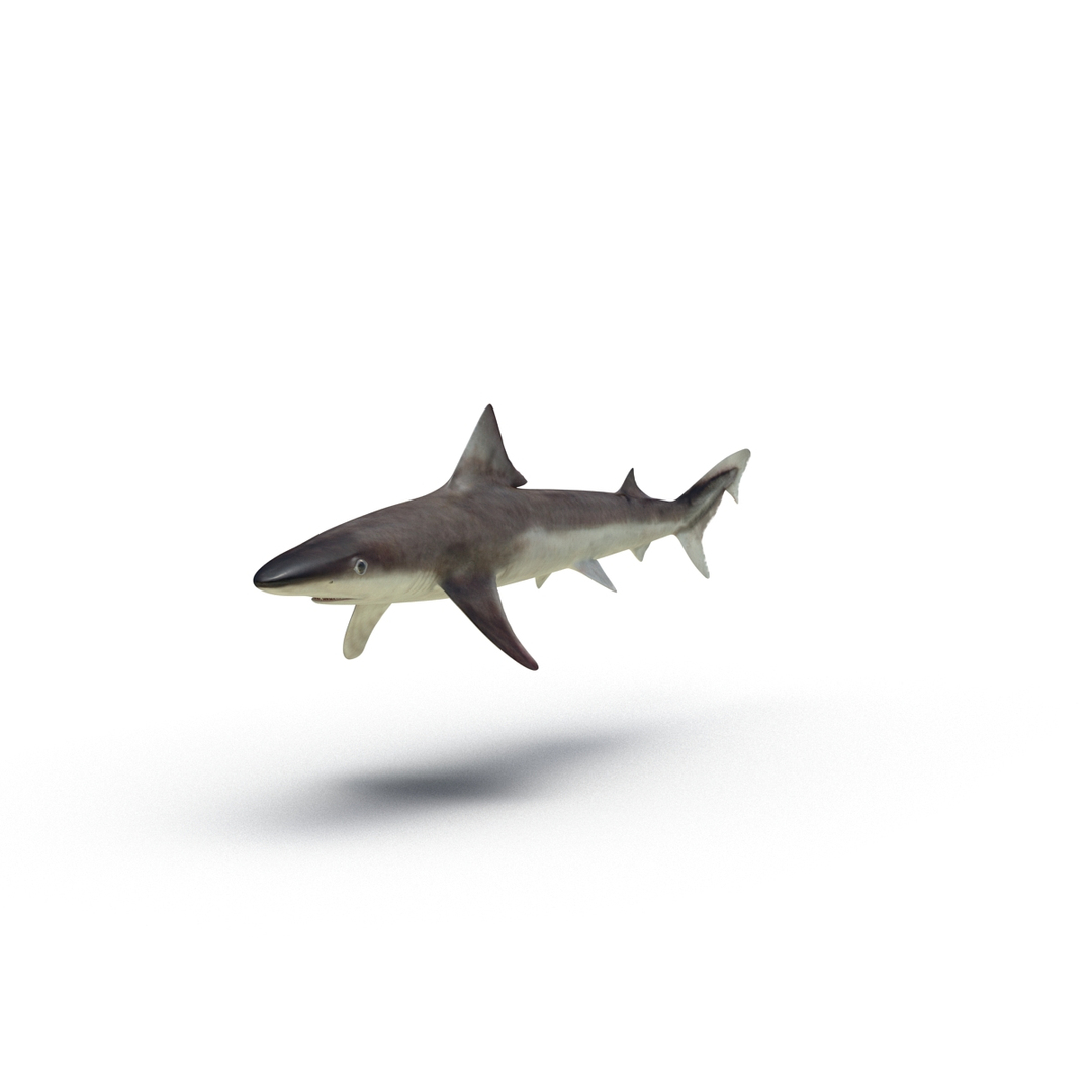 rigged sharks 7 3D model https://p.turbosquid.com/ts-thumb/Wy/QUHkzf/sVUtZjlA/school_shark_rigged_360/jpg/1595414306/1920x1080/turn_fit_q99/7b6c9b123d526c66614813da3ce3858bcb360d8a/school_shark_rigged_360-1.jpg