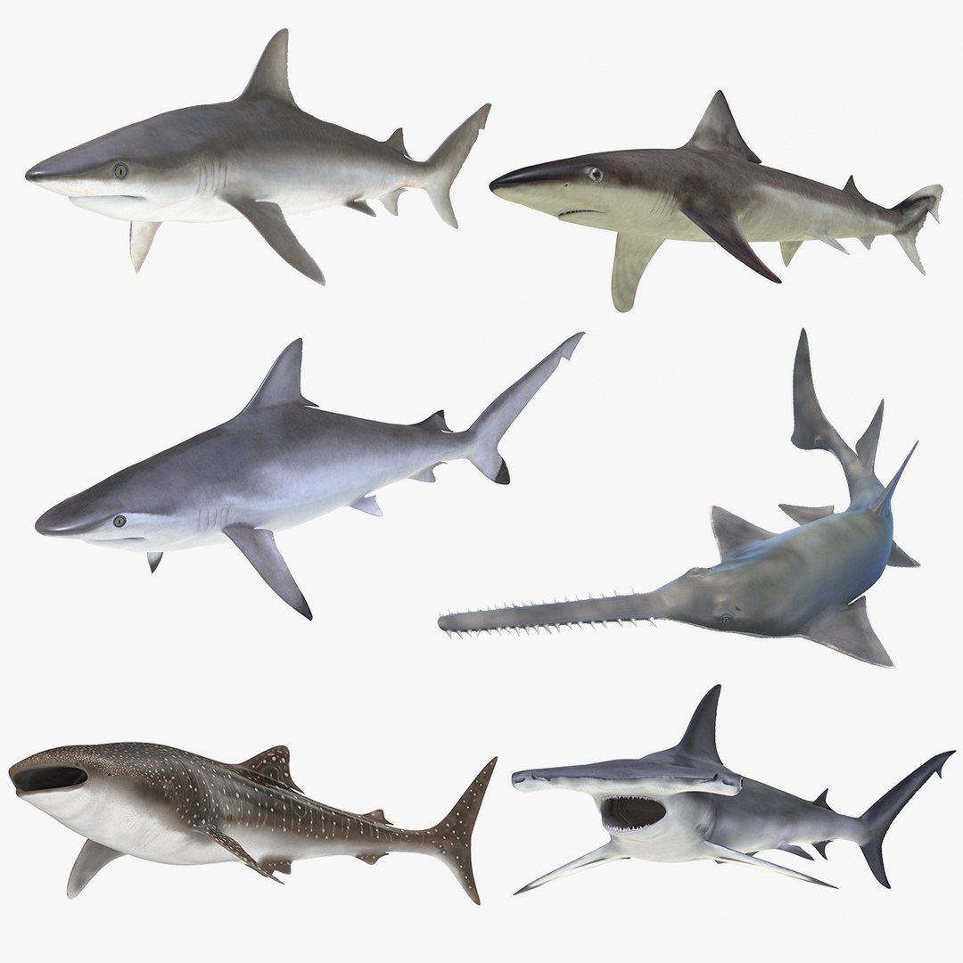 rigged sharks 7 3D model https://p.turbosquid.com/ts-thumb/Wy/QUHkzf/yIqKUuam/rigged_sharks_collection_7_for_cinema_4d_c4d_000/jpg/1596132577/1920x1080/fit_q87/c916ef5bcd87bc948e26f45cfb11da8693225b00/rigged_sharks_collection_7_for_cinema_4d_c4d_000.jpg