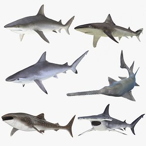 rigged sharks 7 3D model