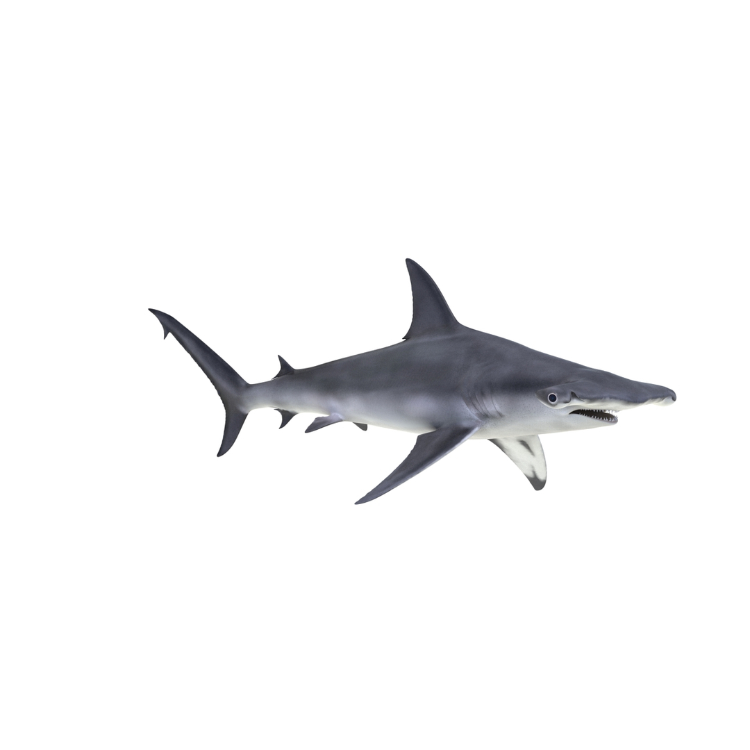 rigged sharks 7 3D model https://p.turbosquid.com/ts-thumb/Wy/QUHkzf/yaza3INM/great_hammerhead_shark_rigged_360/jpg/1595413070/1920x1080/turn_fit_q99/48ea26d3e67a50251d5790b7306d5d0e17b3a4ac/great_hammerhead_shark_rigged_360-1.jpg
