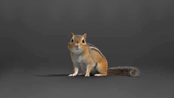 modelo 3d Animación de ardilla listada - TurboSquid 2075706