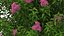 3D Flowering Plants Collection 11