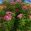 3D Flowering Plants Collection 11