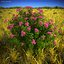 3D Flowering Plants Collection 11