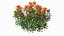 3D Flowering Plants Collection 11