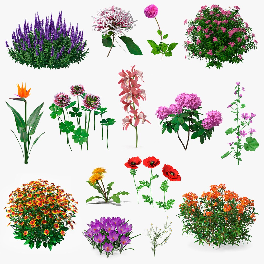 3D Flowering Plants Collection 11 https://p.turbosquid.com/ts-thumb/Wy/Vj1O3t/MA/floweringplantscollection113dsmodel000/jpg/1692698729/1920x1080/fit_q87/1c047843b25a46dc7e98f63a278acc85fe17df04/floweringplantscollection113dsmodel000.jpg