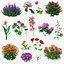 3D Flowering Plants Collection 11