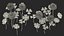 3D Flowering Plants Collection 11