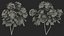 3D Flowering Plants Collection 11