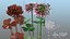 3D Flowering Plants Collection 11