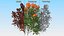 3D Flowering Plants Collection 11