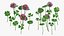 3D Flowering Plants Collection 11