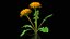3D Flowering Plants Collection 11