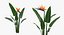 3D Flowering Plants Collection 11
