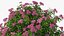 3D Flowering Plants Collection 11