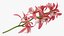3D Flowering Plants Collection 11