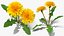 3D Flowering Plants Collection 11