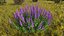 3D Flowering Plants Collection 11