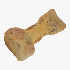 proximal phalanx bone little 3D model