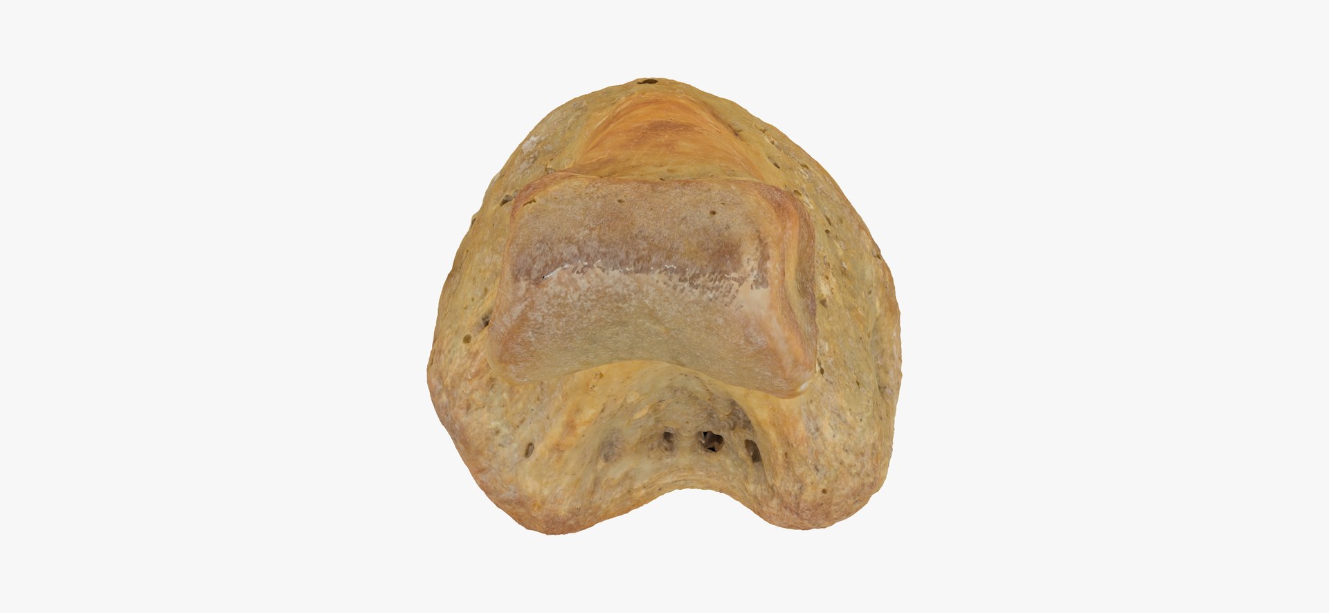 proximal phalanx bone little 3D model https://p.turbosquid.com/ts-thumb/Wy/WIO4kk/IhXRzhwC/proximal_phalanx_bone_of_little_toe_01_thumbnail_07/jpg/1602491492/1920x1080/fit_q87/928d69b61cc8b3bf87e3abd7a9650611c6650112/proximal_phalanx_bone_of_little_toe_01_thumbnail_07.jpg