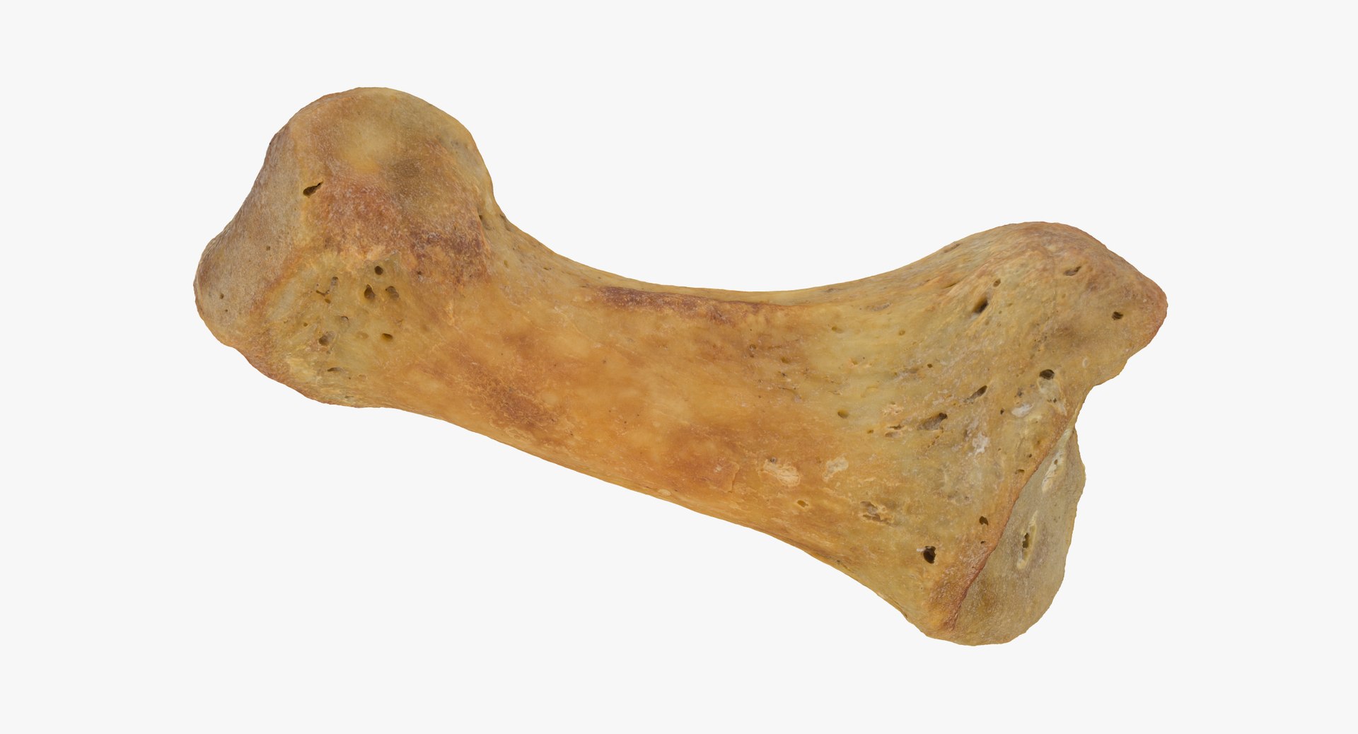 proximal phalanx bone little 3D model https://p.turbosquid.com/ts-thumb/Wy/WIO4kk/joCXF6FZ/proximal_phalanx_bone_of_little_toe_01_thumbnail_04/jpg/1587039922/1920x1080/fit_q87/27ac6bccc8d51222bf934d216e922acb2ee1ab64/proximal_phalanx_bone_of_little_toe_01_thumbnail_04.jpg