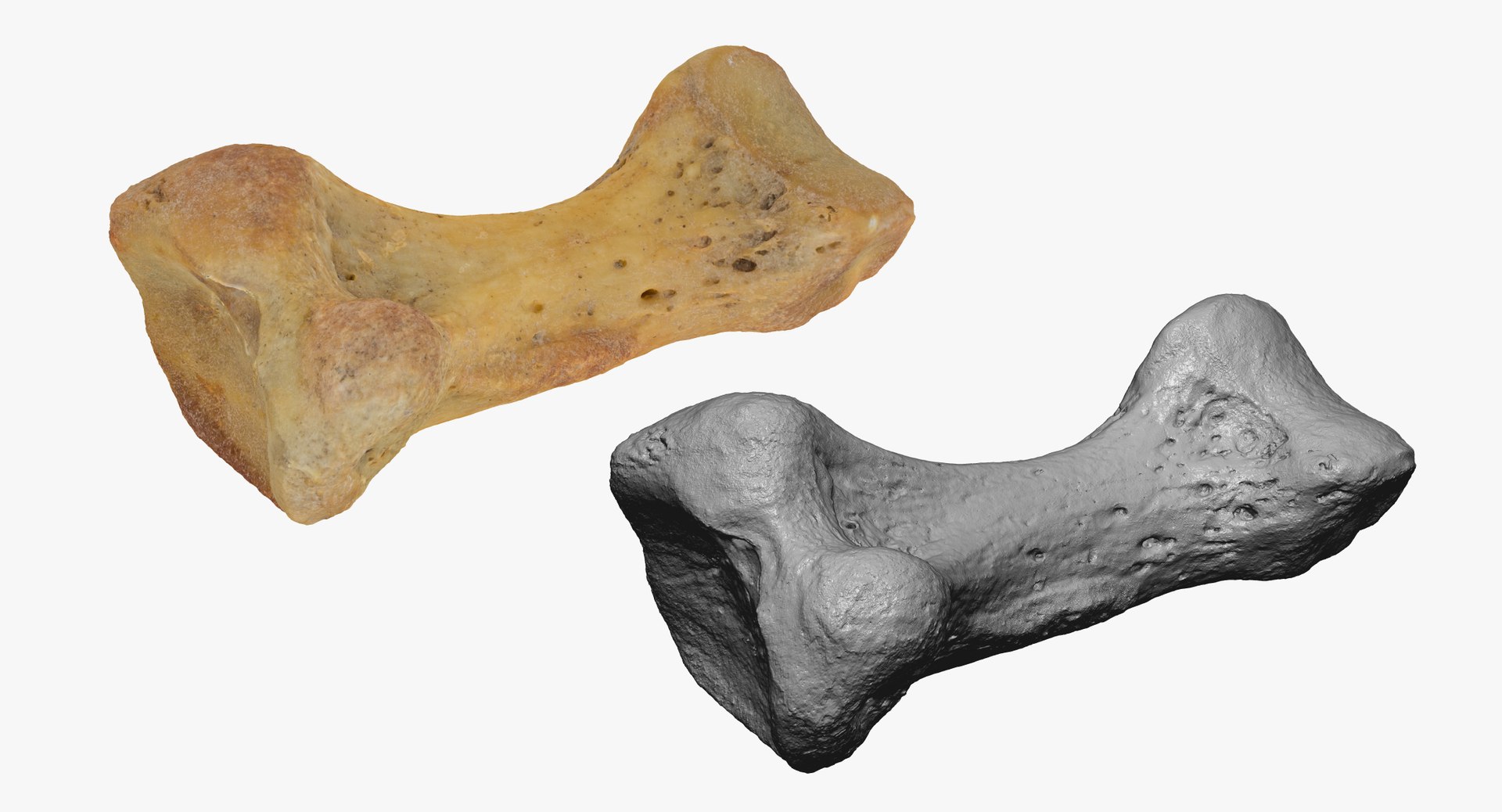 proximal phalanx bone little 3D model https://p.turbosquid.com/ts-thumb/Wy/WIO4kk/lGK6KKKL/proximal_phalanx_bone_of_little_toe_01_thumbnail_03/jpg/1587039922/1920x1080/fit_q87/6c966a118eff80373d2efb1d40cb87ce3d60d972/proximal_phalanx_bone_of_little_toe_01_thumbnail_03.jpg