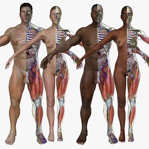 Bodybuilder Mann Charakter T-Pose 3D-Modell - TurboSquid 2046589