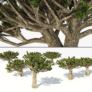 Evergreen dragon blood trees