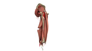 3D Arterial System XLVIII Lower Limb III Gluteal Region and Thigh-Human Anatomy model