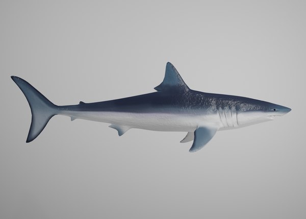 Dys shark 2025 mako rtf