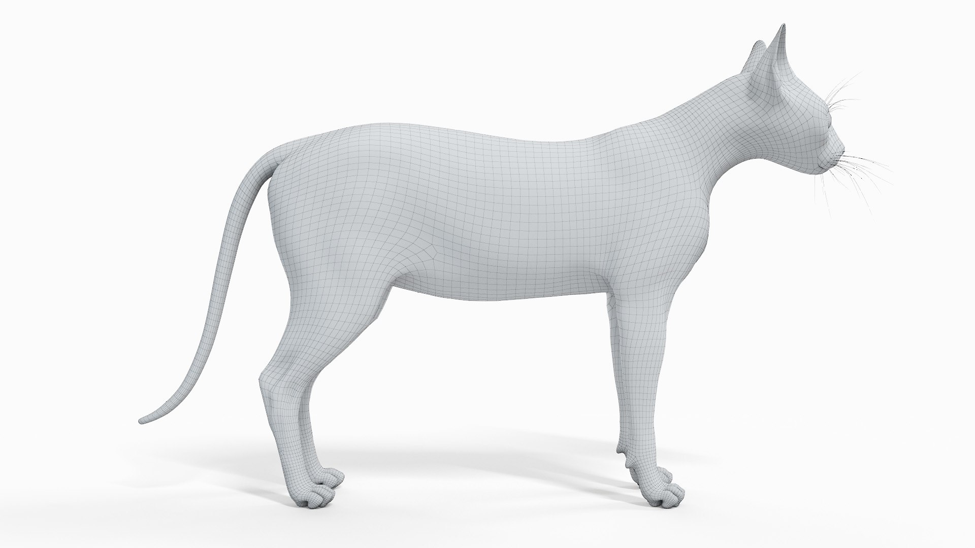 Cat body skeleton muscles 3D - TurboSquid 1696368