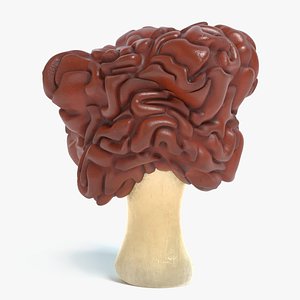 false morel mushroom 3D model