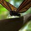 3d model realistic monarch butterfly
