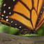 3d model realistic monarch butterfly