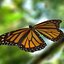 3d model realistic monarch butterfly