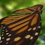 3d model realistic monarch butterfly
