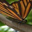 3d model realistic monarch butterfly
