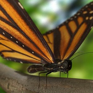 3d model realistic monarch butterfly