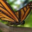 3d model realistic monarch butterfly