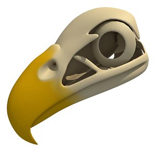 Bald Eagle Skull 3D Model