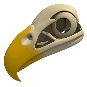 Bald Eagle Skull 3D Model